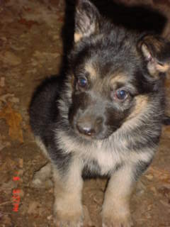 Dogs for Sale in VA